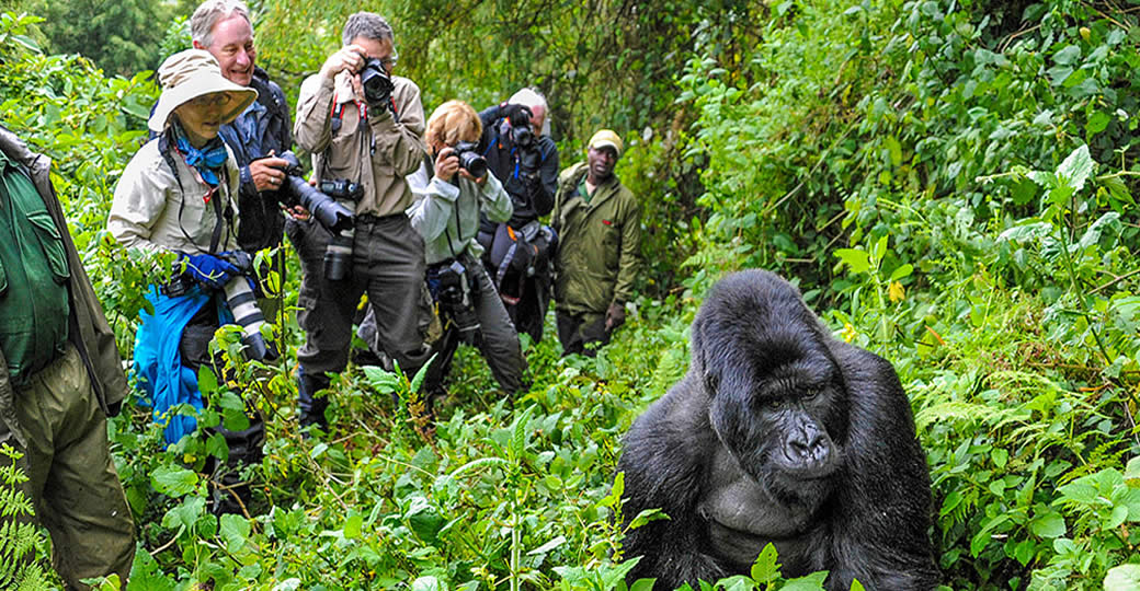 Gorilla Trekking in Africa