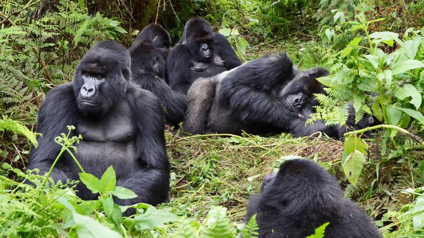 Gorilla Trekking in Rwanda