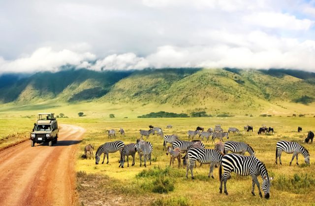 African Safari