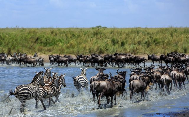 East African Wildlife