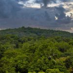 Kibale Forest